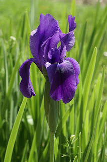 Iris de Hoog - Iris hoogiana - Iris splendens