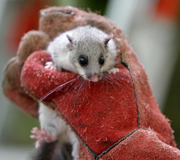 12_08_05_edible dormouse_080
