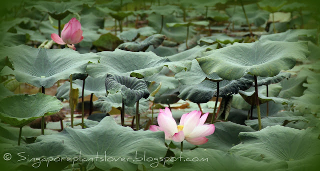 lotus pond at Ang Mo Kio Town Garden West