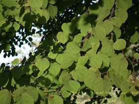 Cercidiphyllum japonicum - Katsura heart - shaped foliage