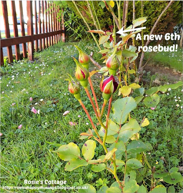 Mum's Roses In Their First Year, Spring 2016