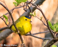 Wilson’s Warbler – Afton Road in PEI – May 21, 2018 – Roberta Palmer