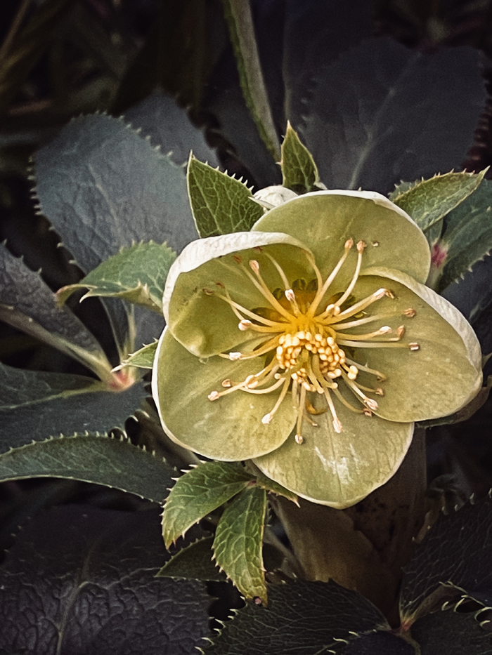 photograph of Hellebore Flower