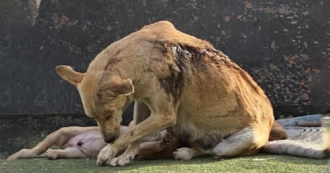 A display of maternal heroism: a mother dog shields her pups from an acid attack, standing by their side unwaveringly.