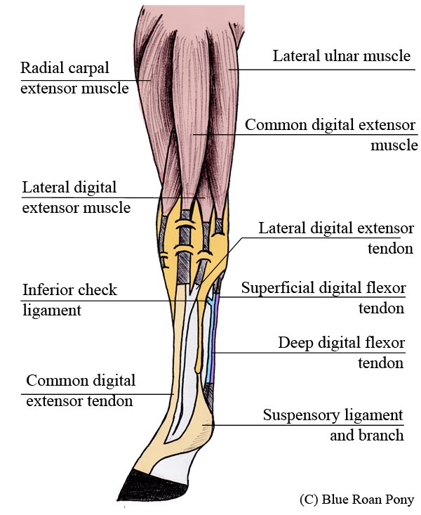 Forever Horses: Anatomy of the Equine Forleg