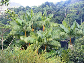 palmera jucara palmito Euterpe edulis