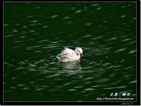 小鷿鷈白子(2011-06-12鯉魚潭)9375