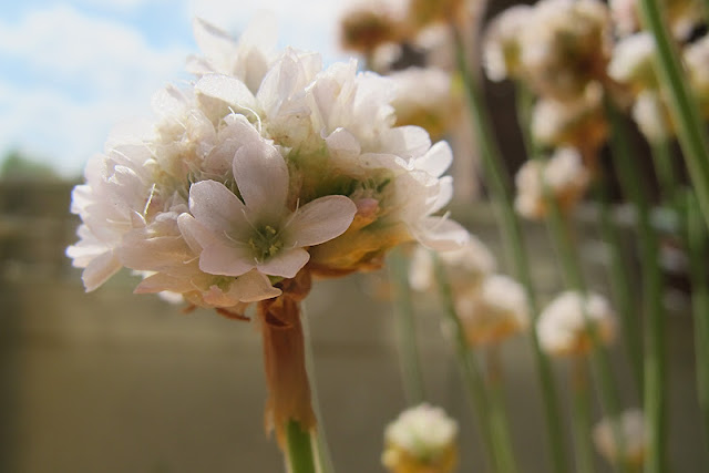 de 30 mooiste foto's uit mijn tuin van mei 2012