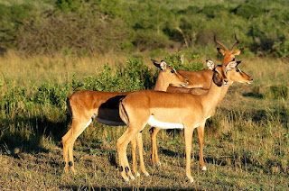 Impala found in Uganda