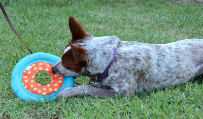 floating throwable water toy for dogs