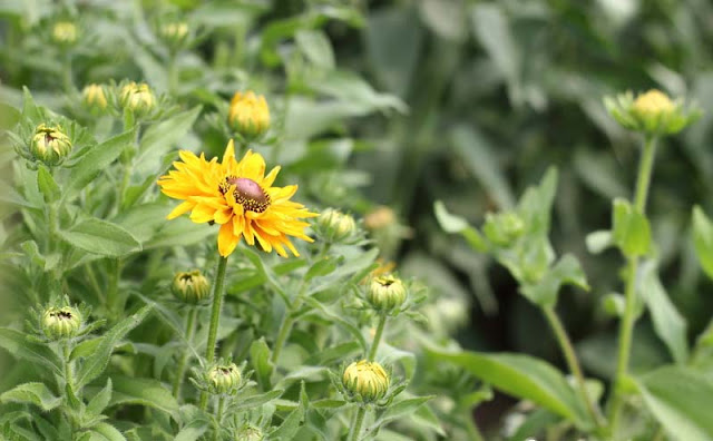 Rudbeckia Hirta Flowers Pictures