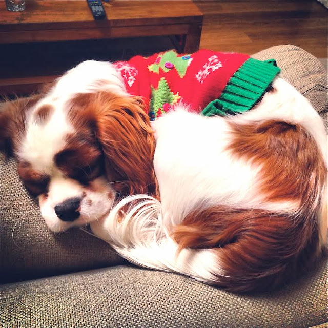 Baxter the Cavalier puppy in a Christmas sweater