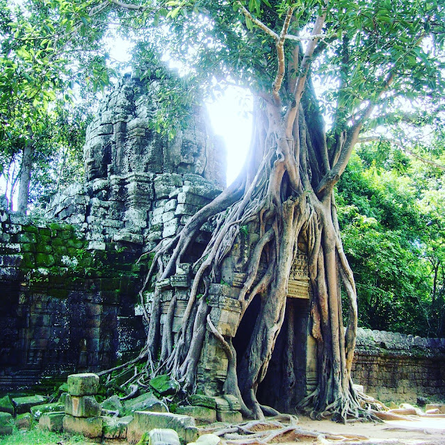 tree growing out of ancient temple ta phrom