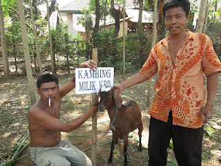 Bantuan kambing untuk KPD