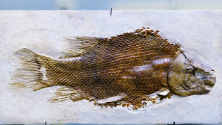 Born of the Earth - Ancient Fish Fossil