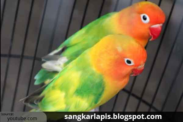 lovebird blorok