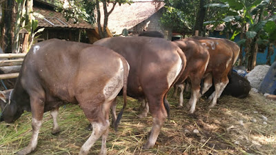 sapi Qurban bekasi