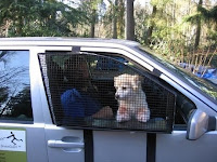 Taking Your Dog for a Ride