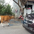 クタ、道路を横切る牛を待つ車両