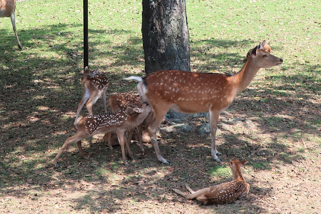 奈良公園 子鹿のお披露目会場