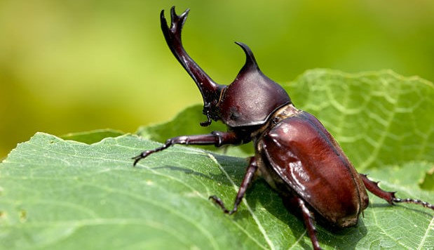 Kumbang dapat mendeteksi keberadaan musuh menggunakan Antena