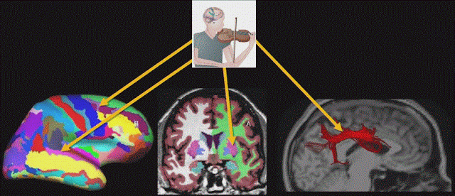 Music has changed the performance of the child's brain