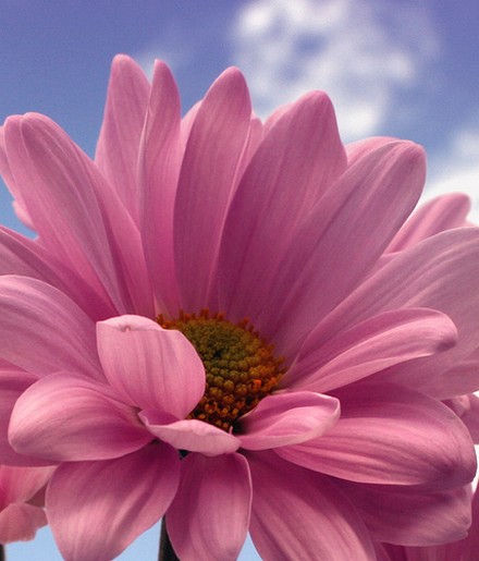 Pink Daisy Flower