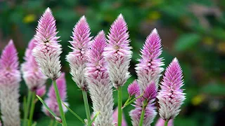 Celosia Argentea Spicata