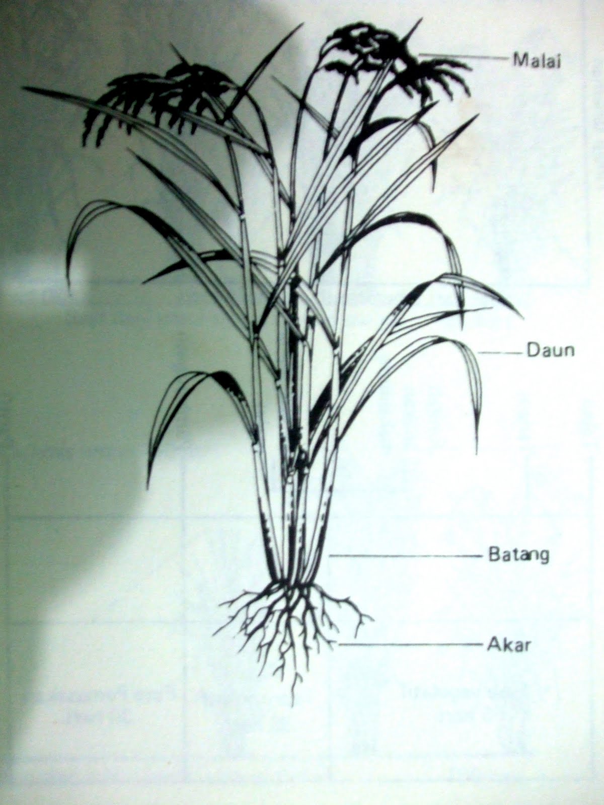 PROSES FISIOLOGI DAN MORFOLOGI PERKECAMBAHAN BENIH