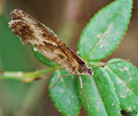  Pyronia Cecilia