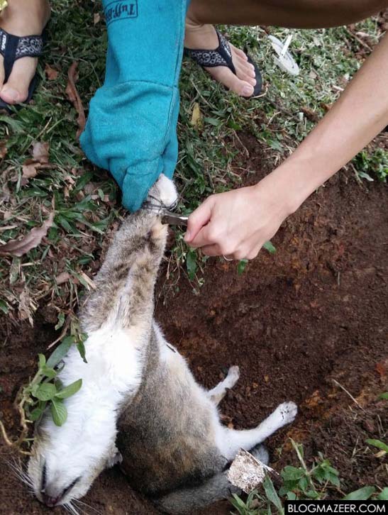 Gambar Kucing Dililit Dawai, Digantung Di Tiang Elektrik Di Klang