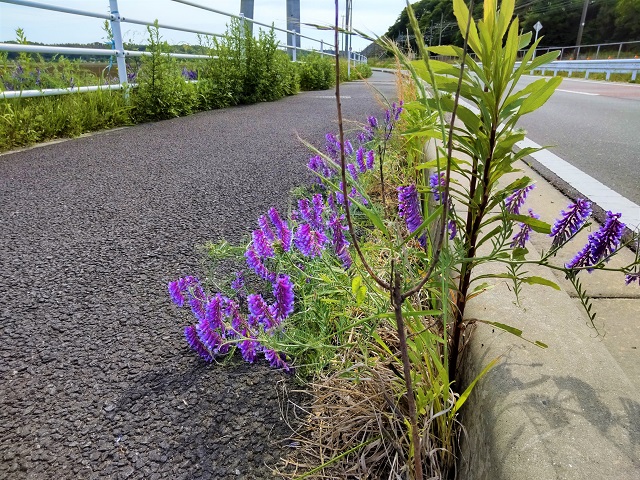 サイクリング　佐倉ふるさと広場