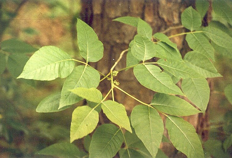 stages of poison ivy rash pictures. growth form of Poison Ivy.