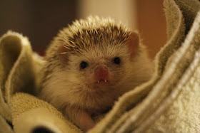 Funny animals of the week - 28 February 2014 (40 pics), hedgehog with vampire teeth