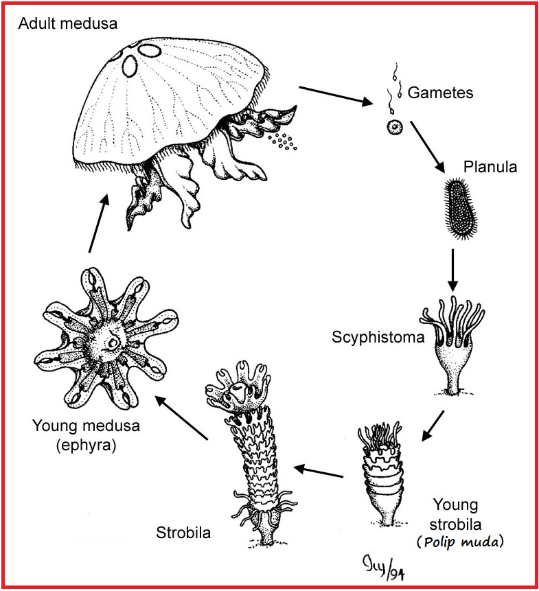 On Earth, Inside Us Jelly Fish Life Cycle (Metagenesis)