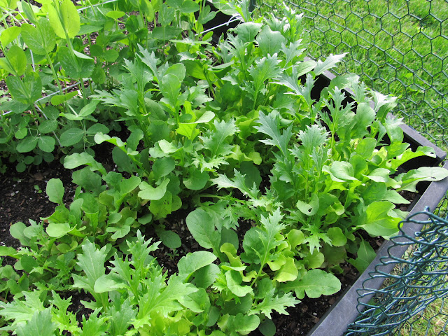 Start with some easy and quick growing plants, like lettuce, peas and beans.