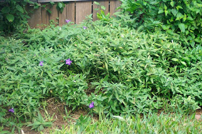 Divasofthedirt, ruellia