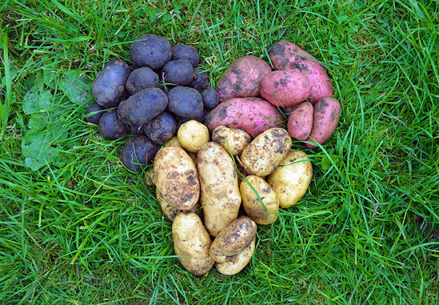 http://lovelygreens.com/2017/07/when-to-harvest-potatoes.html