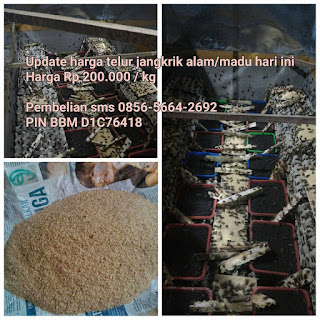 jual telur jangkrik alam madu kalung genggong