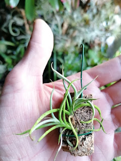 Tillandsia retorta