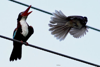 White-throated Kingfisher mobbed by fantail
