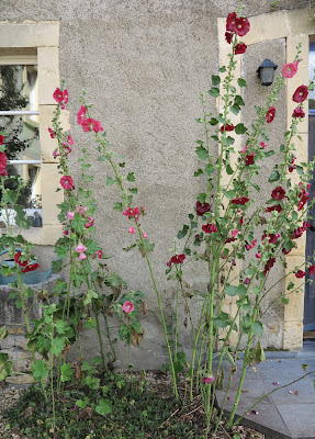 hollyhocks, vegan questhouse, organic, travel, Belgium, the Ardennes, ByHaafner