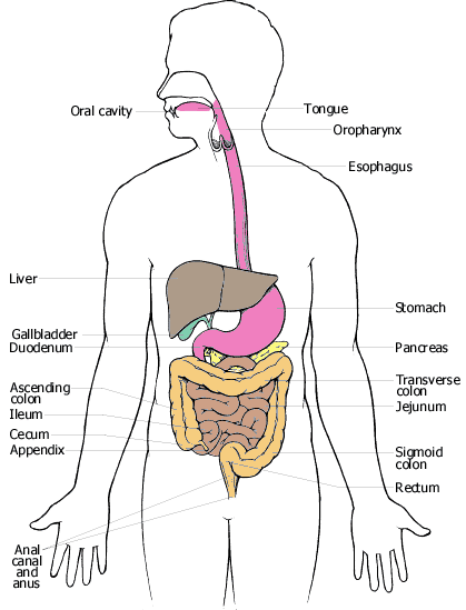 diseases of digestive system. the digestive system.