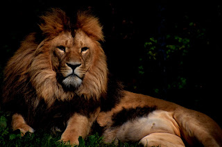 Afrikas Tierwelt, Afrika se wildlewe, Kafshë të egra të Afrikës, Afrikanın vəhşi təbiəti, Afrikako fauna, Afrike divljači, Africa's wildlife, Aafrika metsloomi