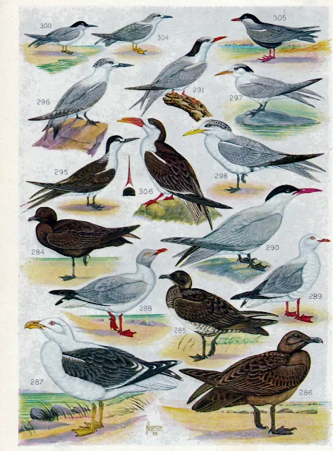 ROBERTS Birds of South Africa (1957) Plate: XX