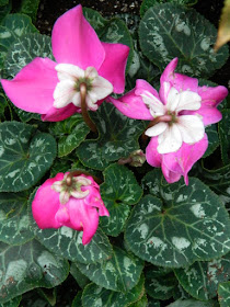 Allan Gardens Conservatory 2017 Christmas Flower Show Fleur En Vogue Purple Persian Cyclamen by garden muses-not another Toronto gardening blog