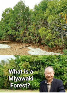 Miyawaki founder