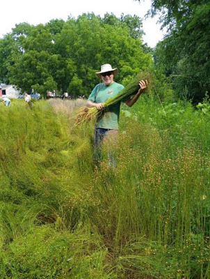 Man in workpants, green shirt, and sun hat holding a bundle of flax, surrounded by unharvested plants