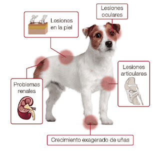 lesiones que pueden causar cojera en los perros , e incluso puede ser causada por tumores en o en los huesos o en el cerebro o el sistema nervioso central.