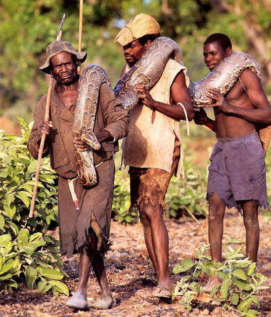 Shocking Pictures of an African Catching Python for a Living